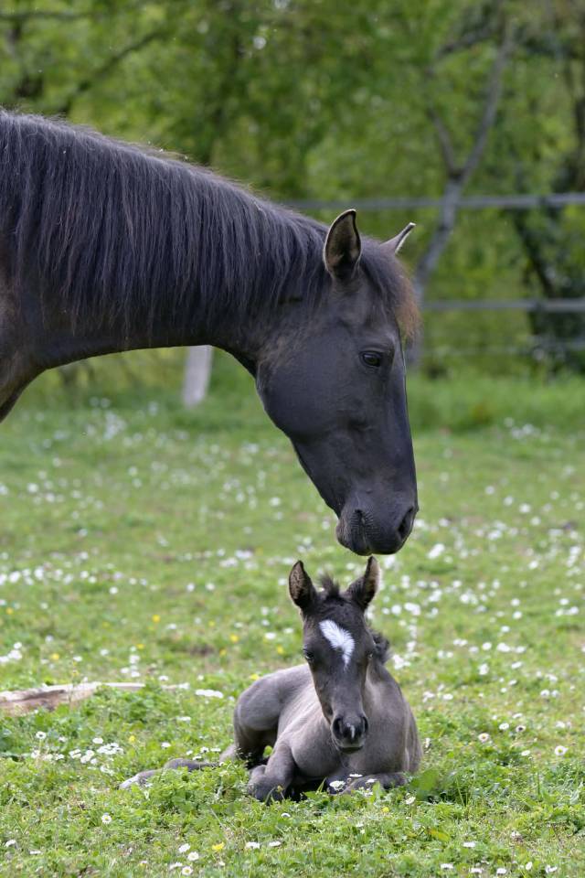 Pouliche Half Quarter Horse OC