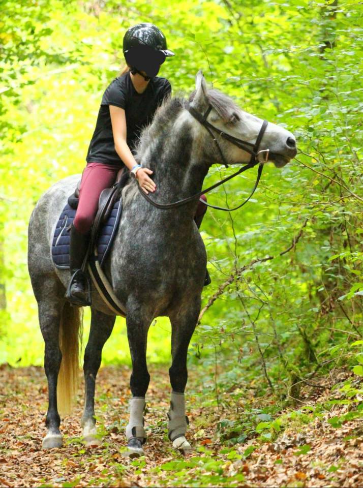 Ponette D Connemara 7 ans &ndash; id&eacute;al Hunter / CSO / CCE