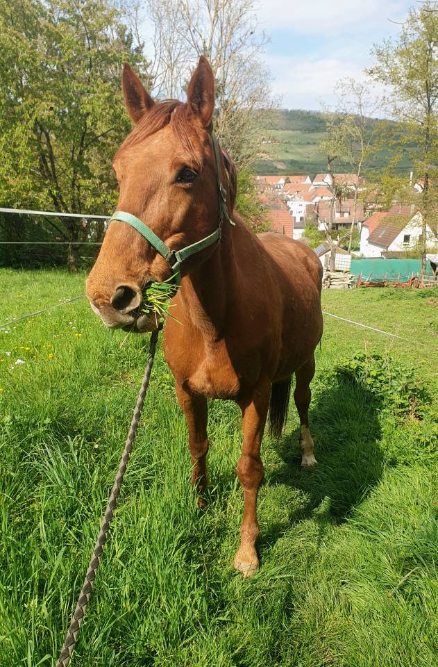 Jument selle fran&ccedil;ais 