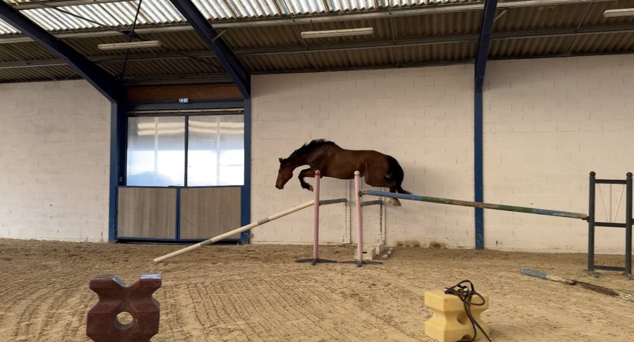 Hongre Selle Fran&ccedil;ais 5 ans / 1m79 /Origines Quidam de 