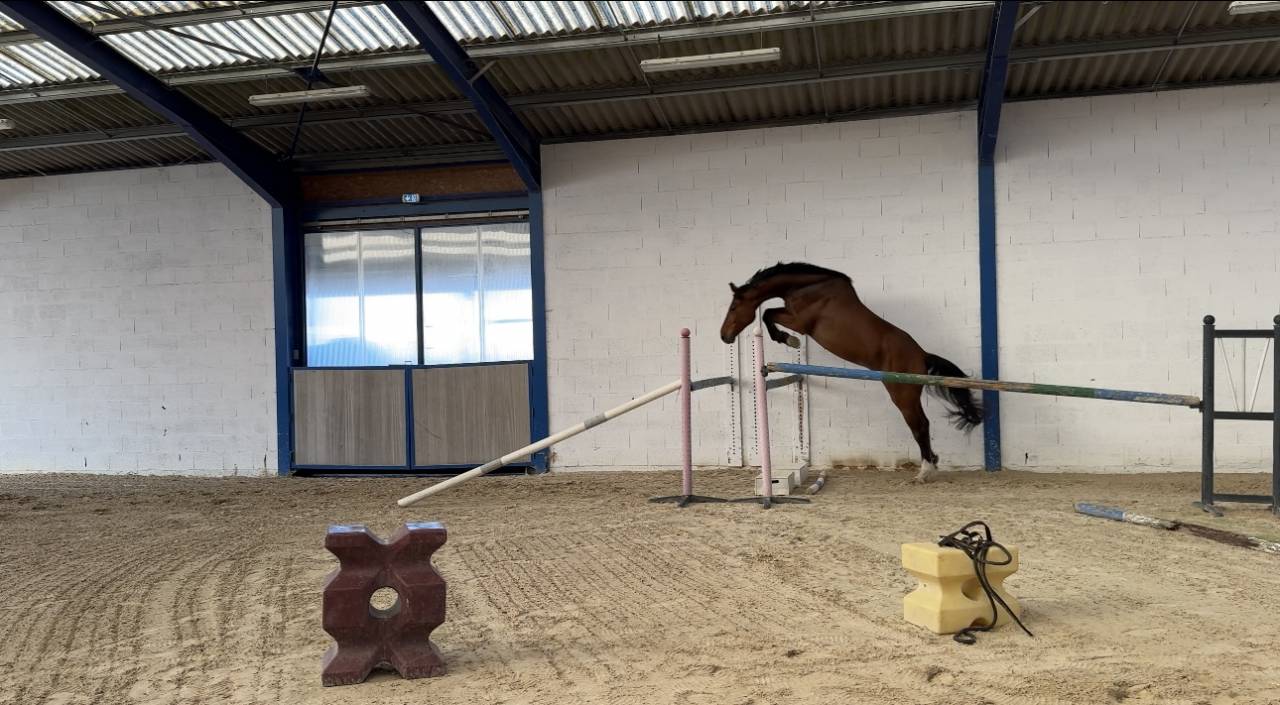 Hongre Selle Fran&ccedil;ais 5 ans / 1m79 /Origines Quidam de 