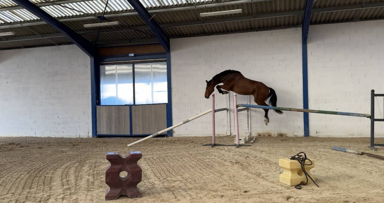 Hongre Selle Fran&ccedil;ais 5 ans / 1m79 /Origines Quidam de 