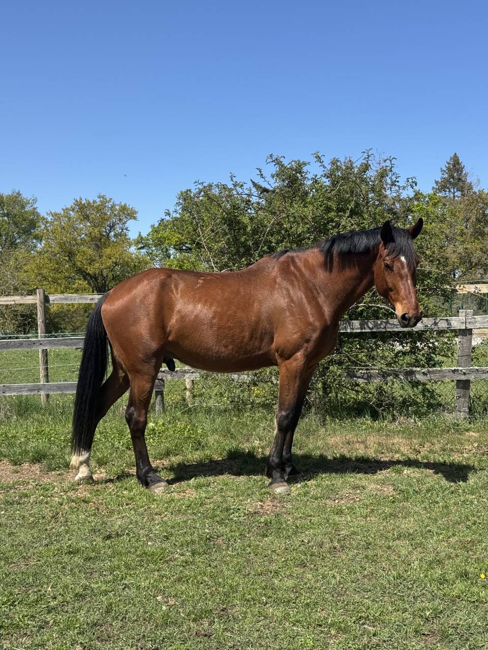 Hongre Selle Fran&ccedil;ais 5 ans / 1m79 /Origines Quidam de 