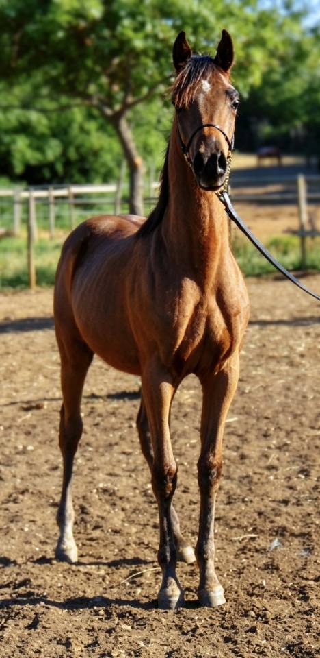 Poulain pur sang arabe 