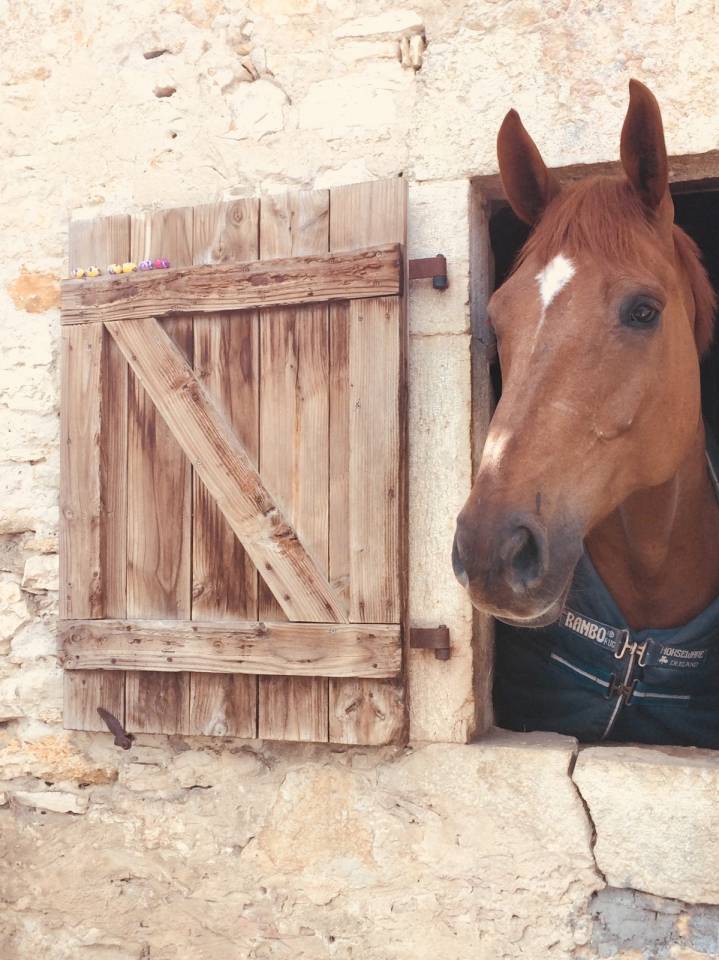  Super cheval d&rsquo;exp&eacute;rience 