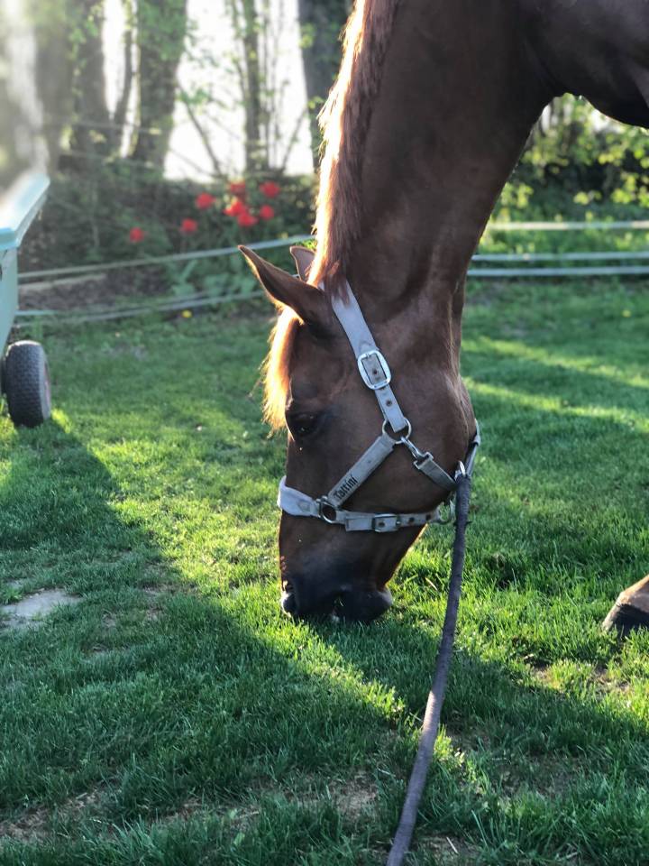  Super cheval d&rsquo;exp&eacute;rience 