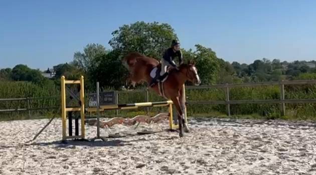 Hongre de 7 ans par Andiamo Semilly