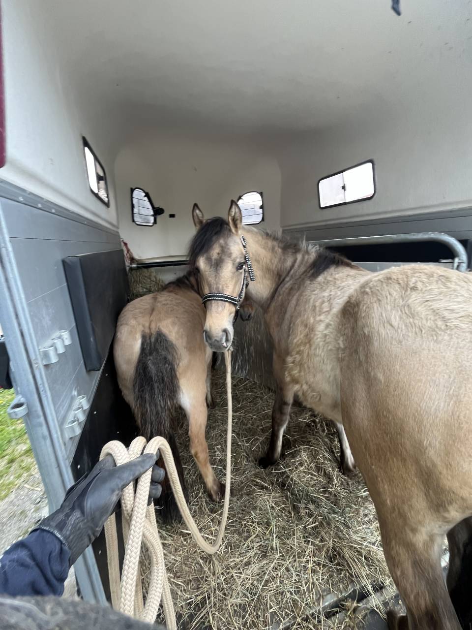 Pouliche PFS Isabelle Dun mai 2025