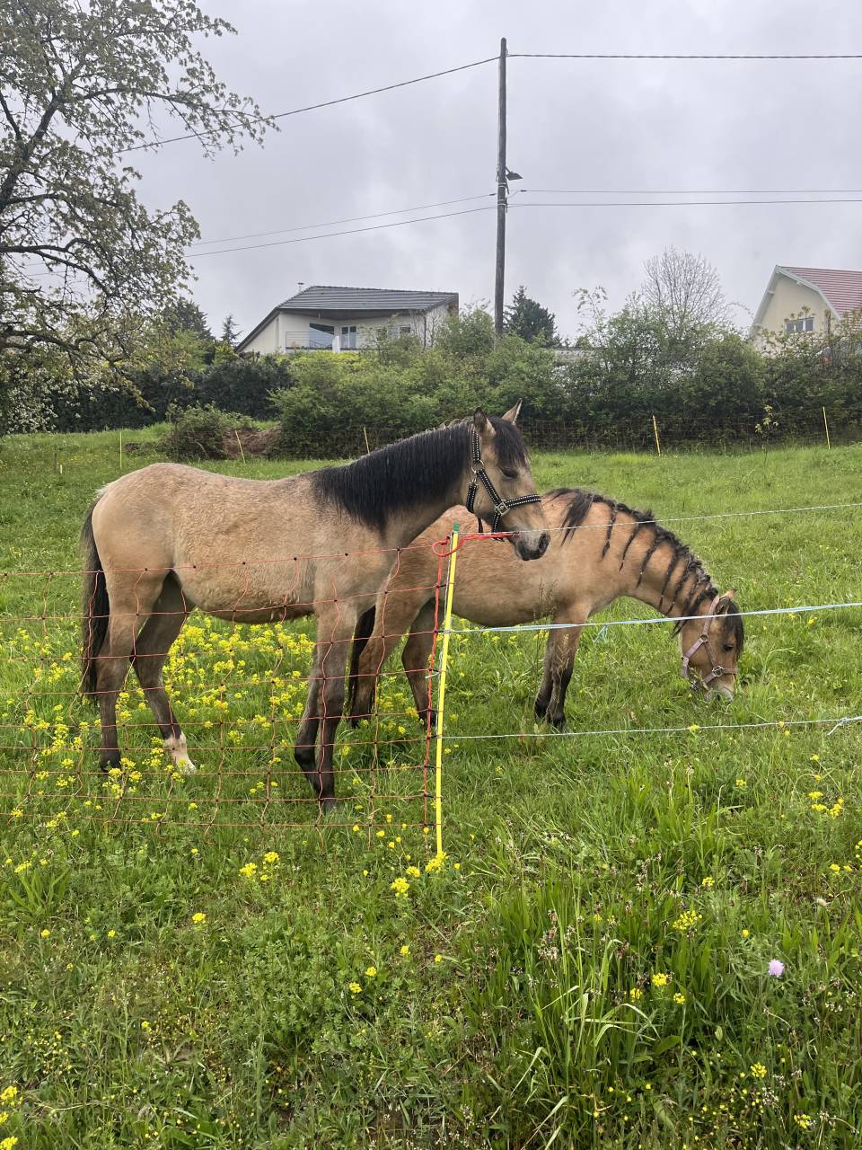 Pouliche PFS Isabelle Dun mai 2025
