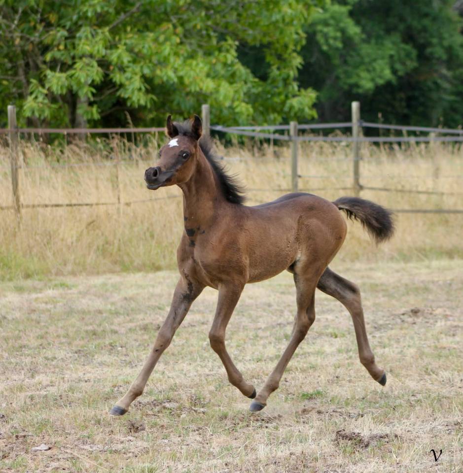 M&acirc;le Pur Sang Arabe Noir