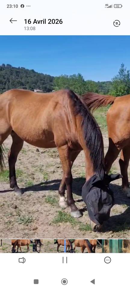 Pur sang irlandais 5 ans 