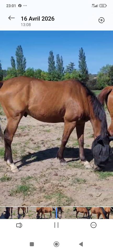 Pur sang irlandais 5 ans 