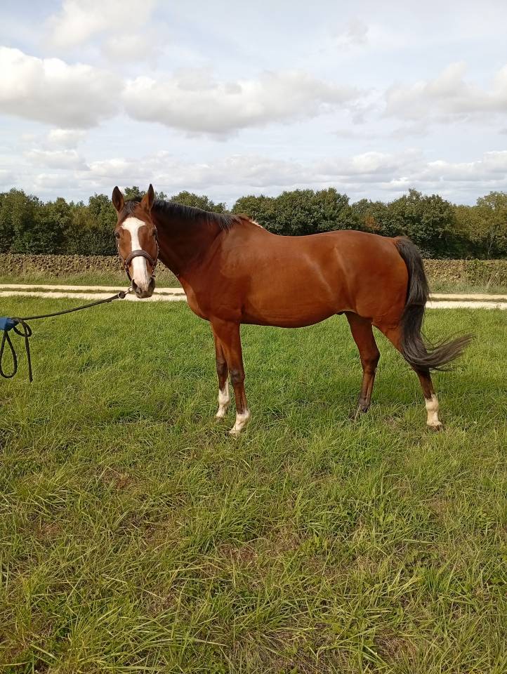 Selle Fran&ccedil;ais 16 ans - CSO-CCE-Loisirs