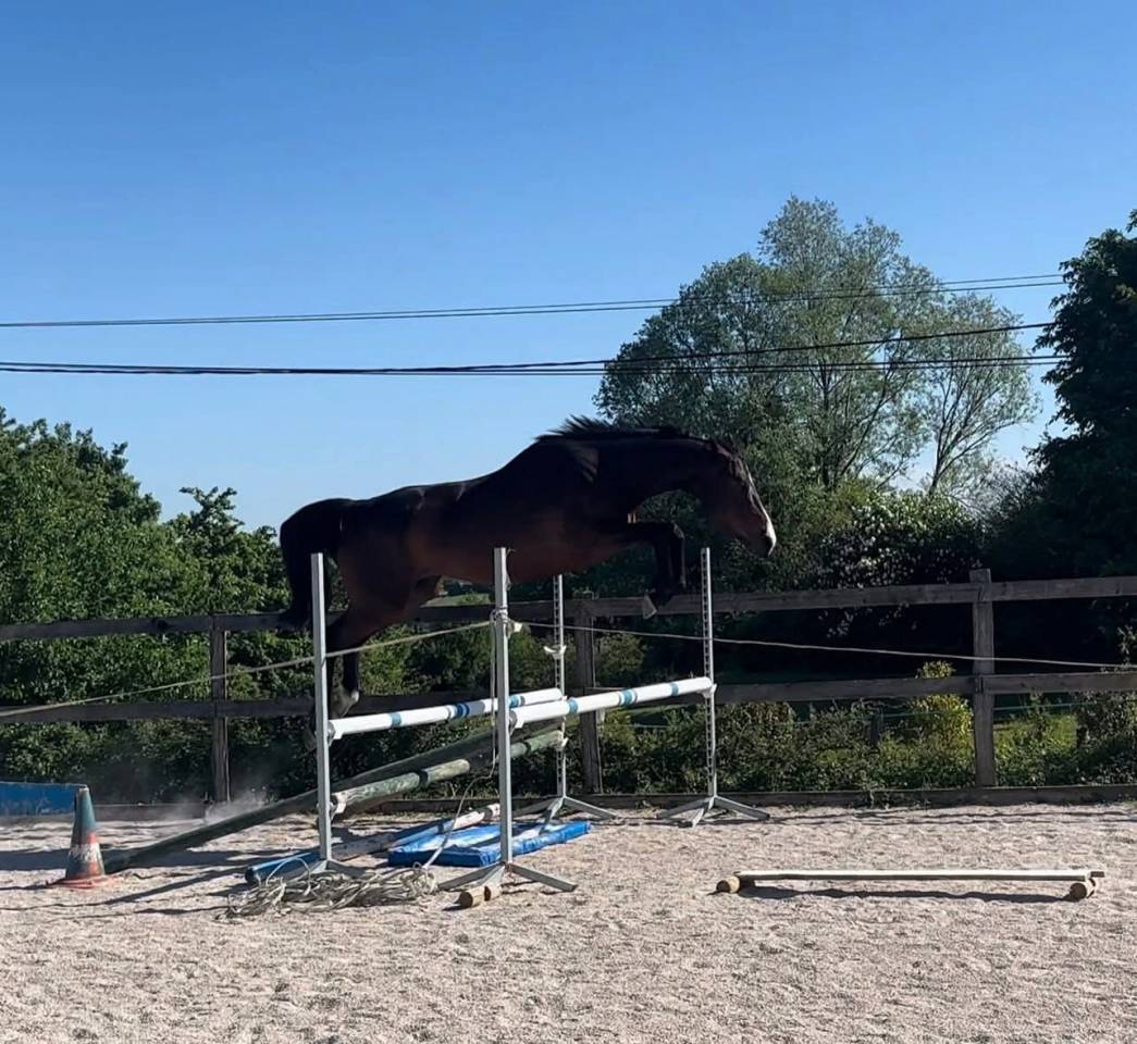 JUMENT 5 ANS SELLE FRANCAIS ORIGINEL