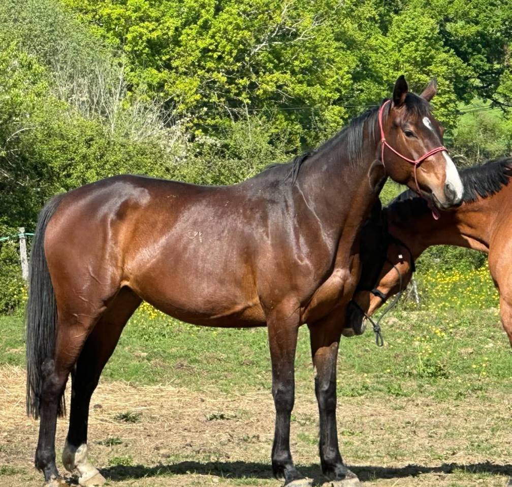 JUMENT 5 ANS SELLE FRANCAIS ORIGINEL