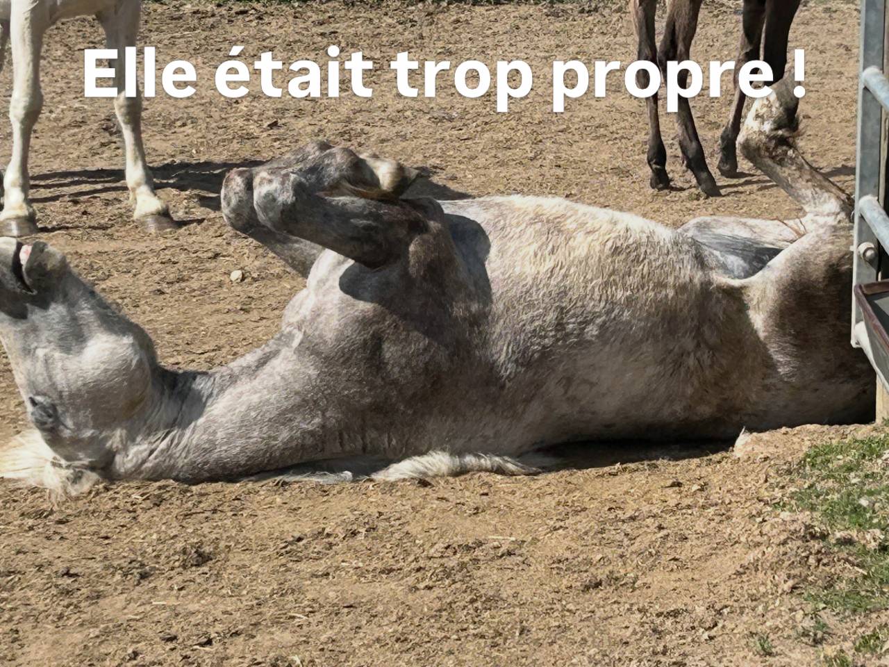 Oph&eacute;line du long, Camargue 2 ans