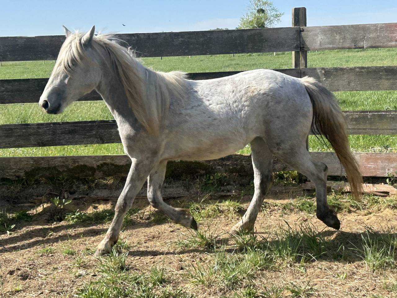 Oph&eacute;line du long, Camargue 2 ans