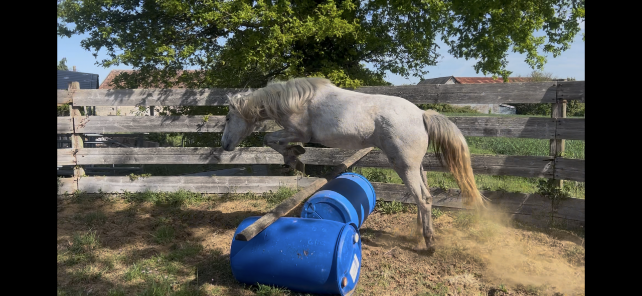 Oph&eacute;line du long, Camargue 2 ans