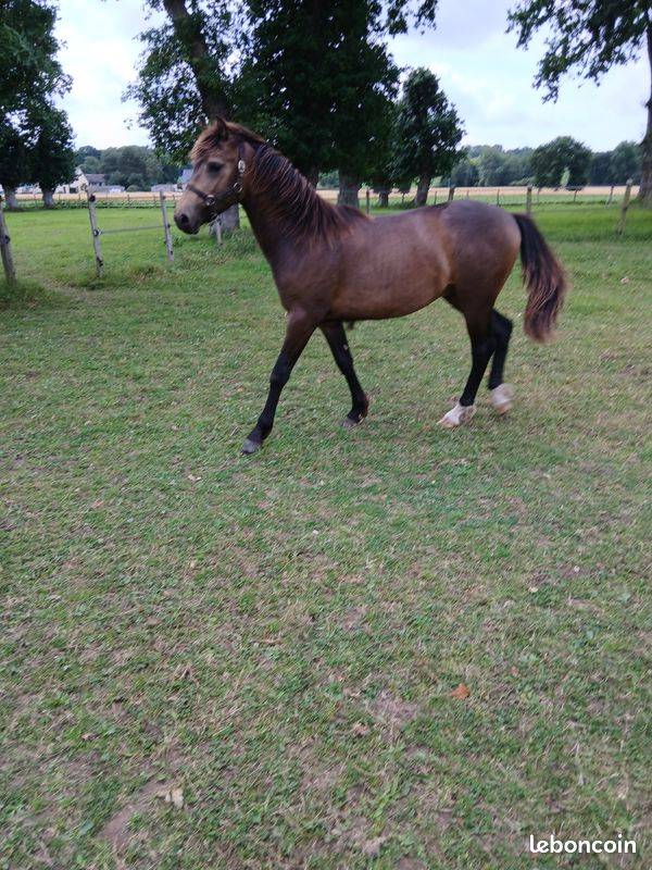 Vend poney de sport PFS