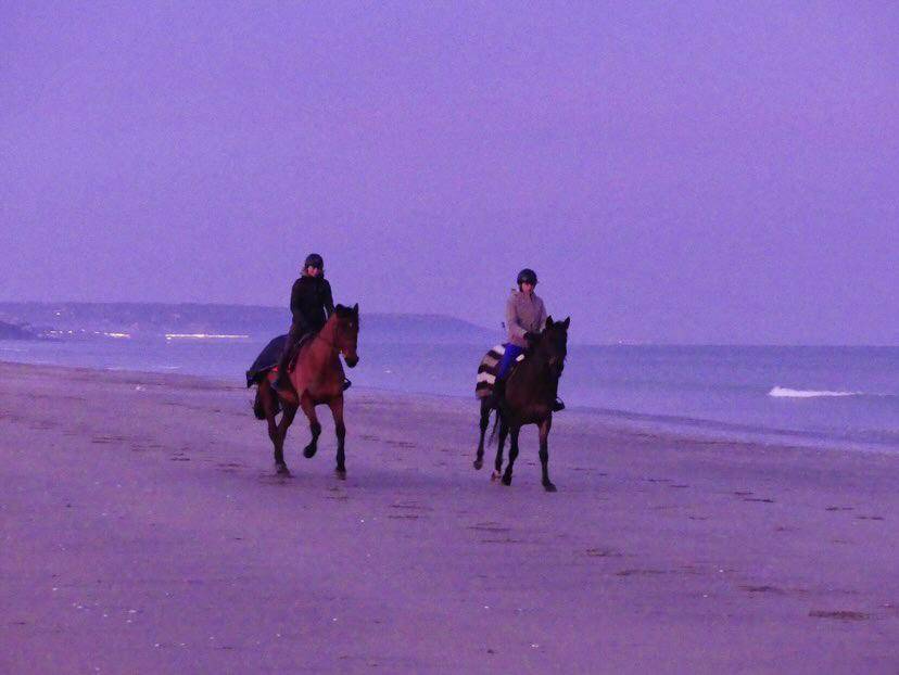 Hongre &agrave; louer 