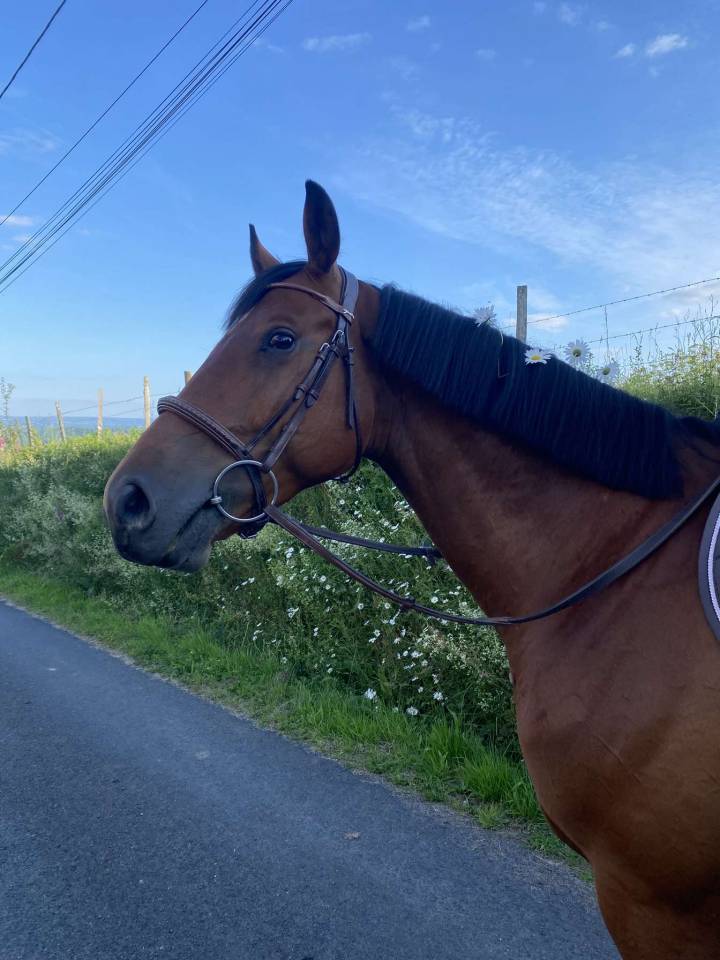 Hongre &agrave; louer 