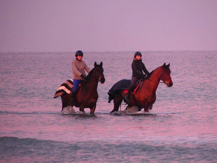 Hongre &agrave; louer 