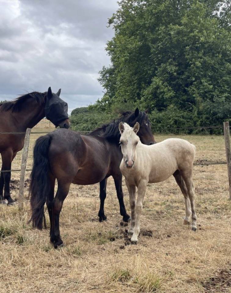 Poulini&egrave;re poney