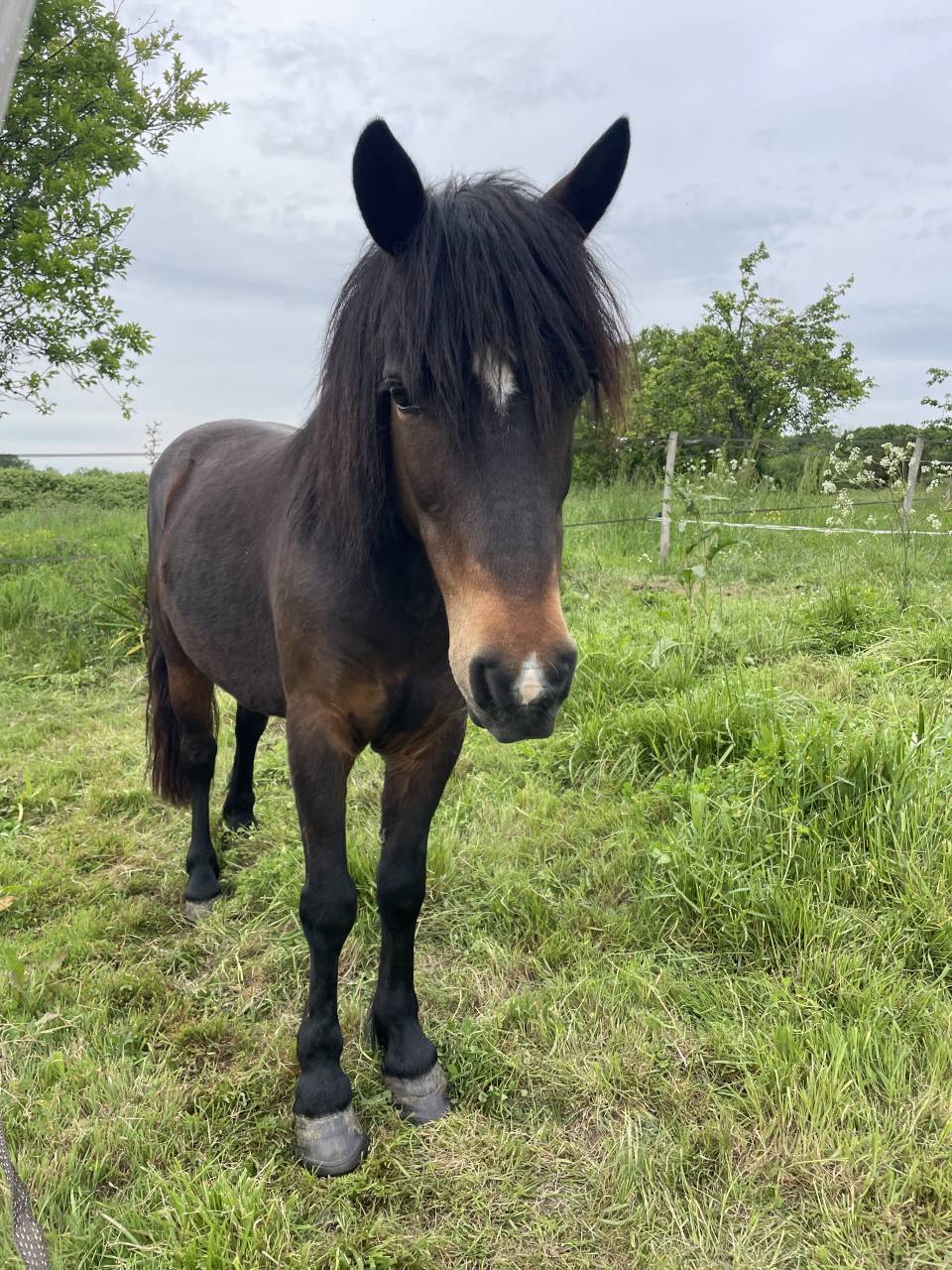 Poulini&egrave;re poney