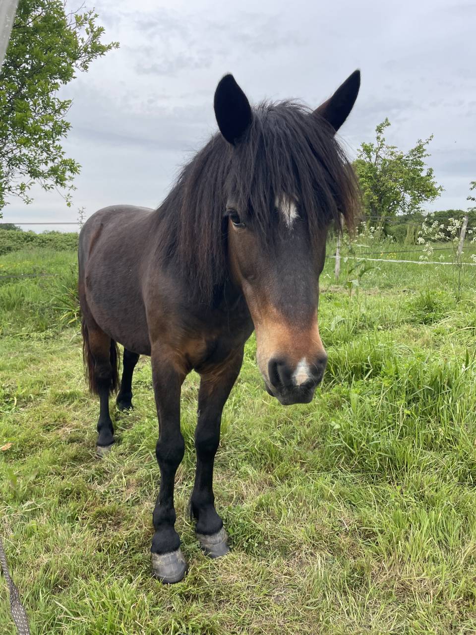 Poulini&egrave;re poney