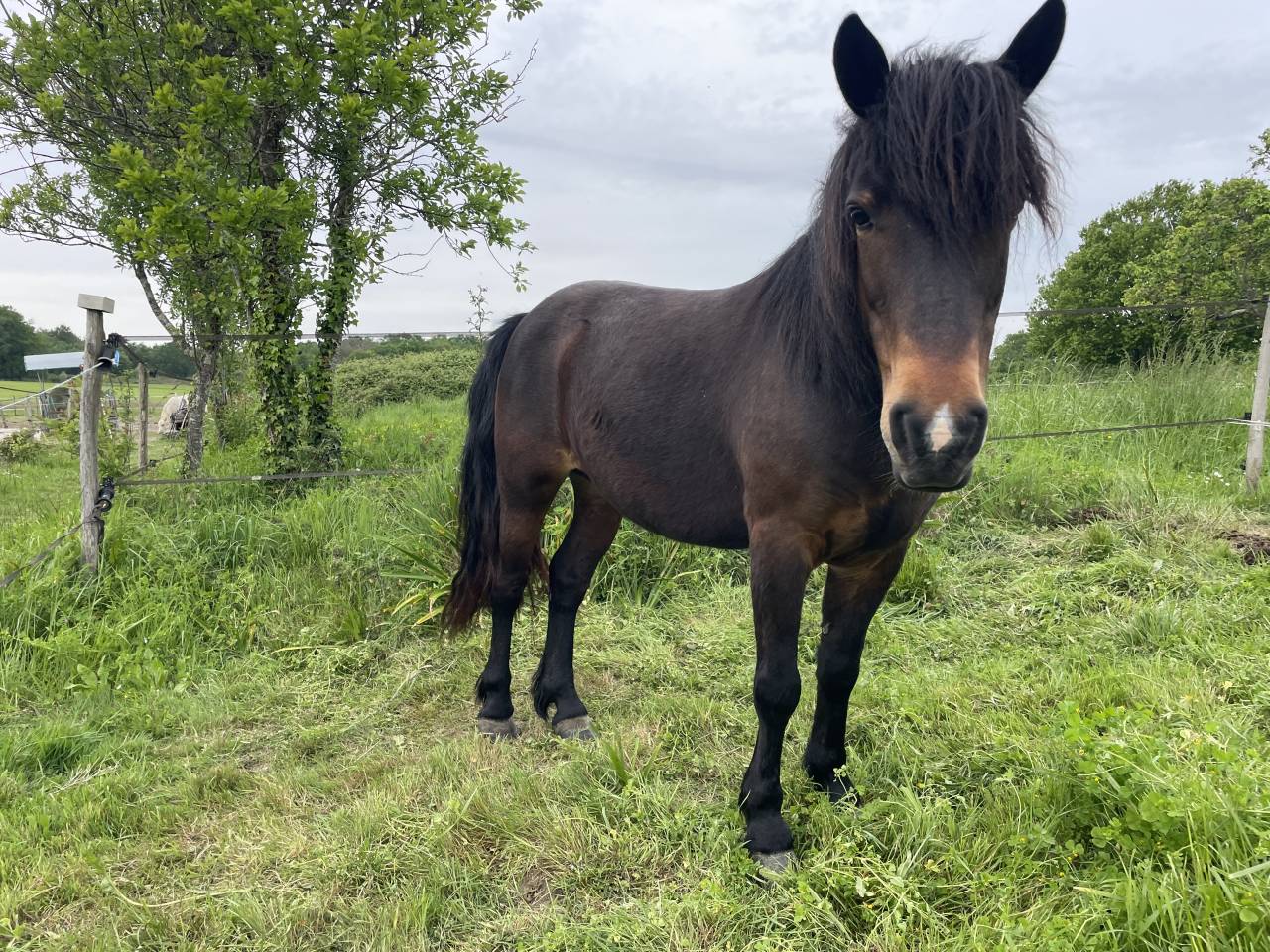 Poulini&egrave;re poney