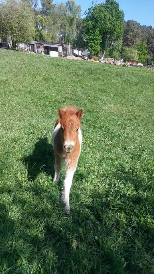 Superbe poulain Shetland PP 