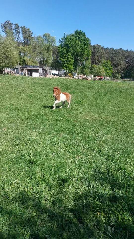 Superbe poulain Shetland PP 