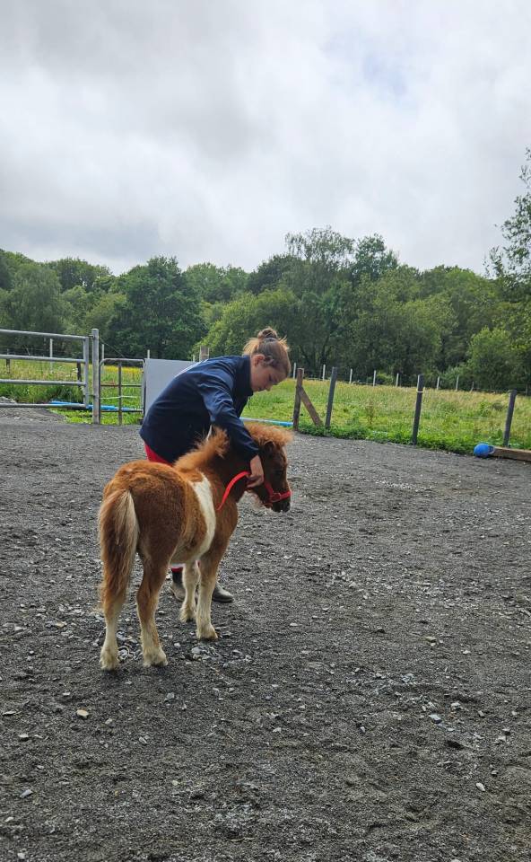 Superbe poulain Shetland PP 