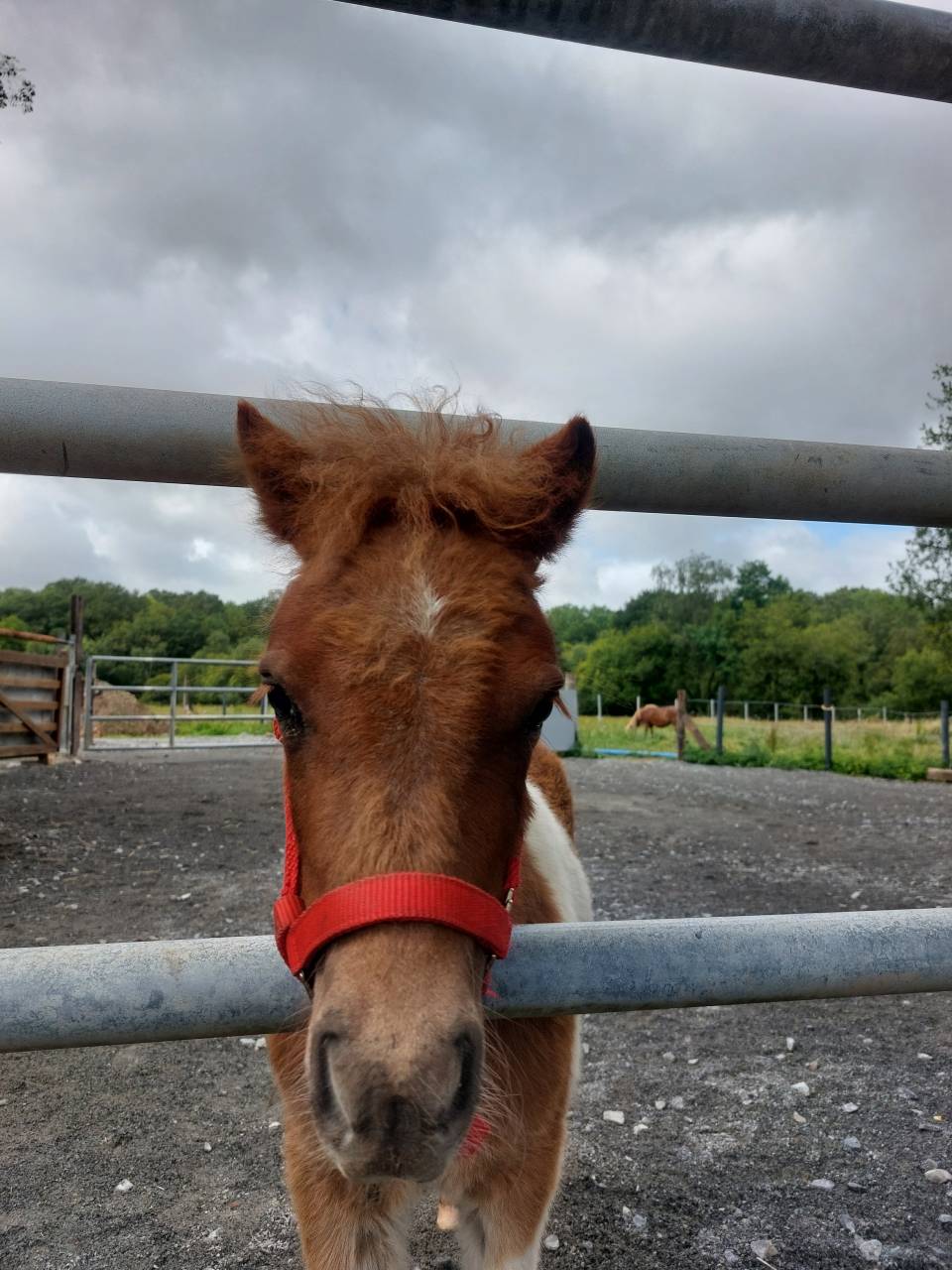 Superbe poulain Shetland PP 