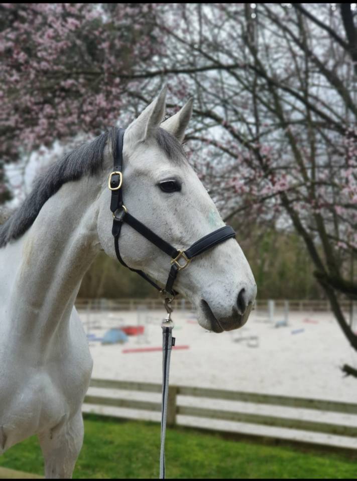 Jument de 8 ans cso