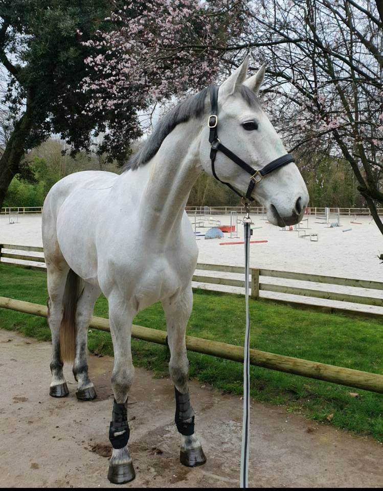 Jument de 8 ans cso