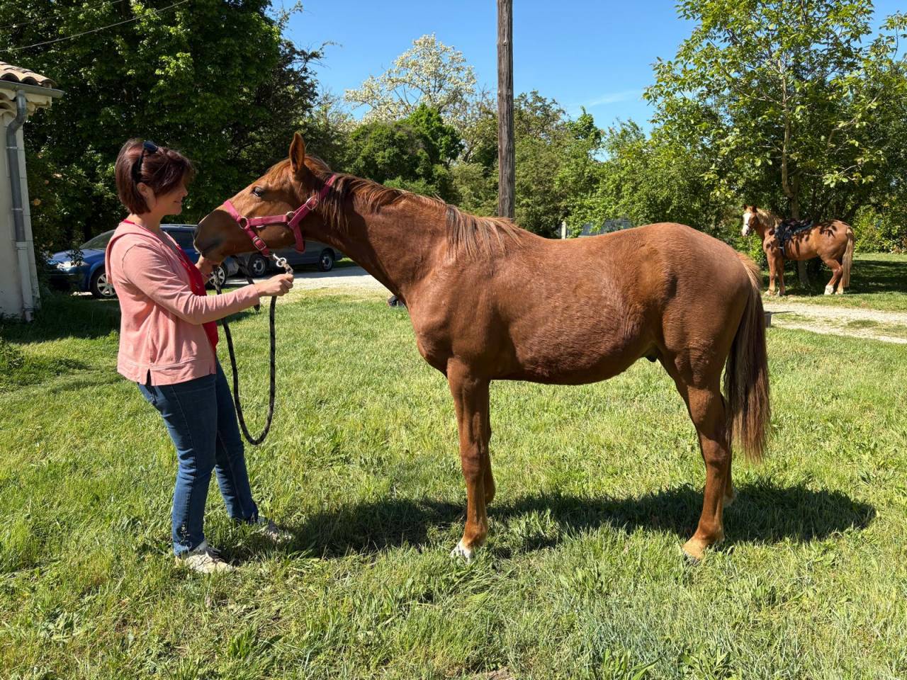 Poulain 1 an SF x PFS