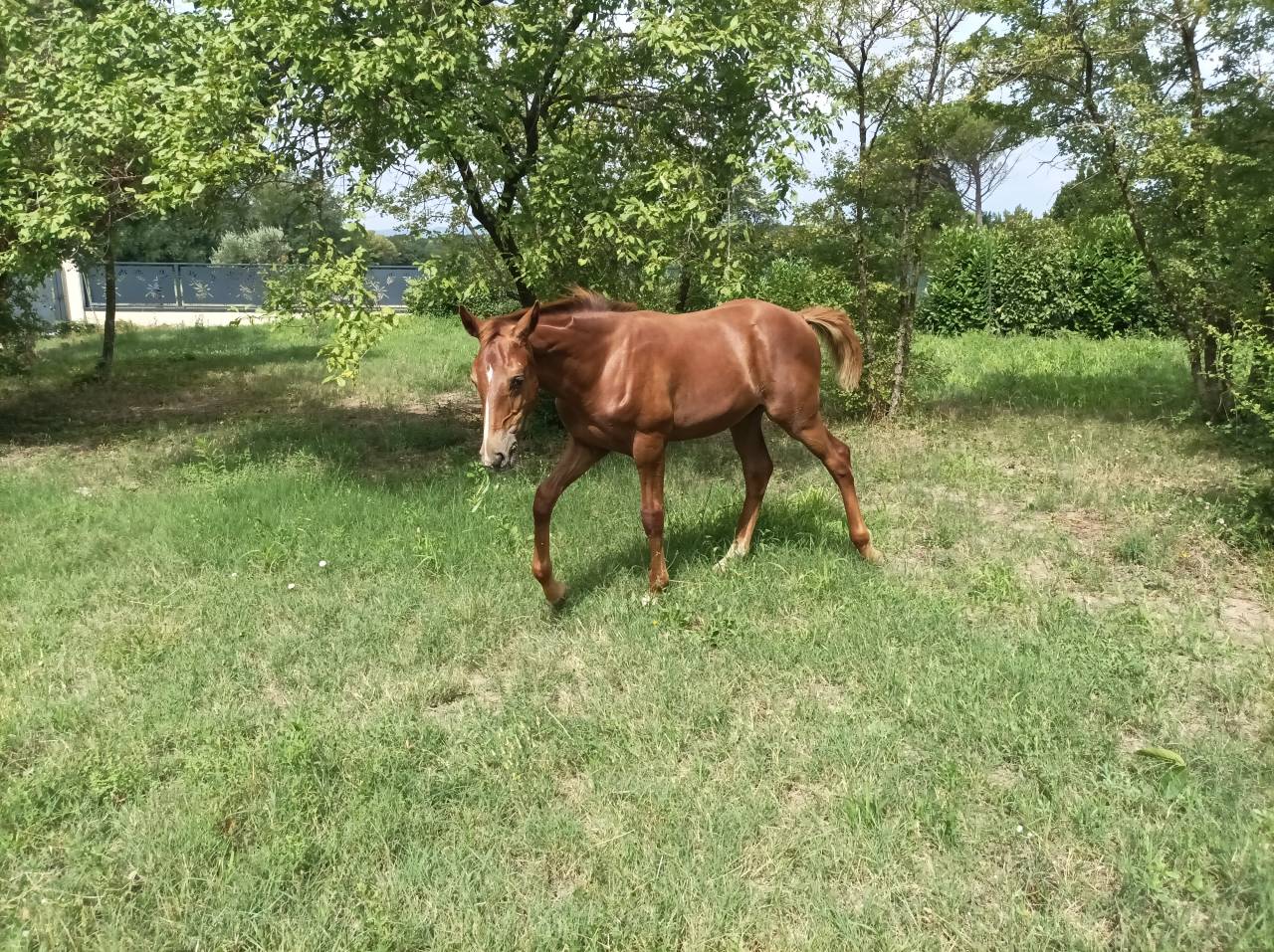 Poulain 1 an SF x PFS