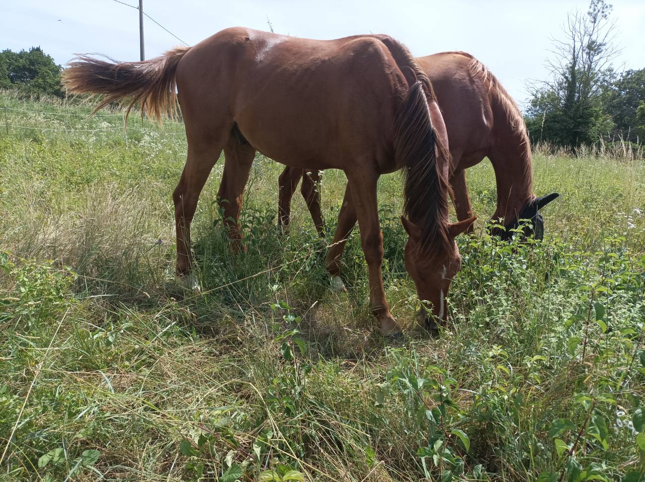 Beau poulain de15 mois OC  (SF x PFS)