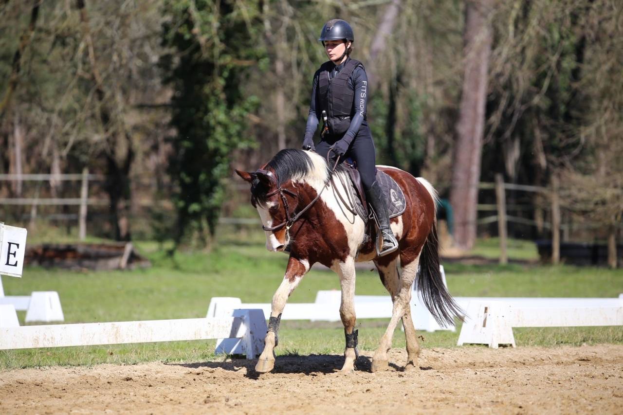 Jeune cheval de 4ans 