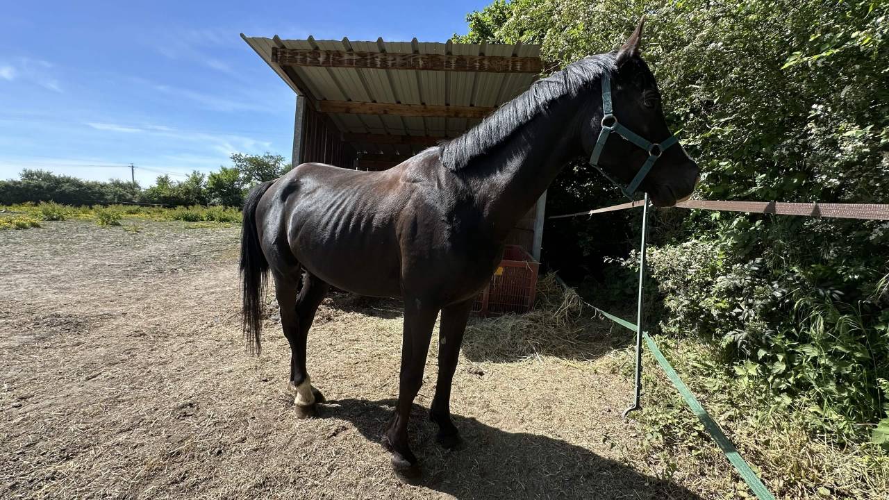 Entier Pur-Sang-Arabe 7 ans noir homozygote