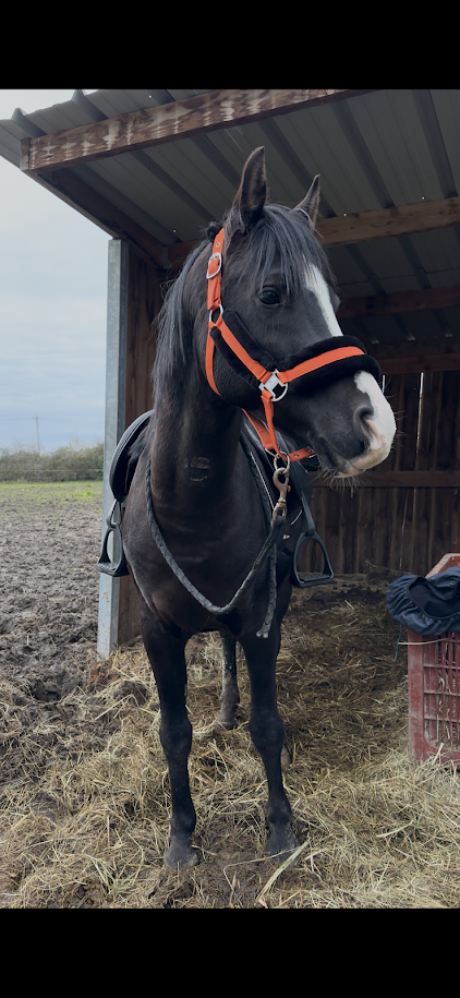 Entier Pur-Sang-Arabe 7 ans noir homozygote