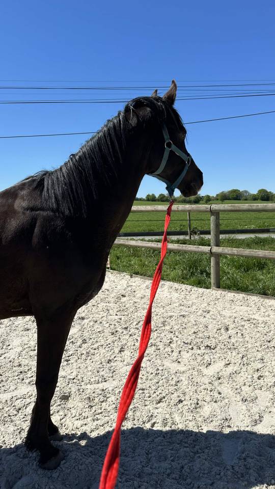 Entier Pur-Sang-Arabe 7 ans noir homozygote