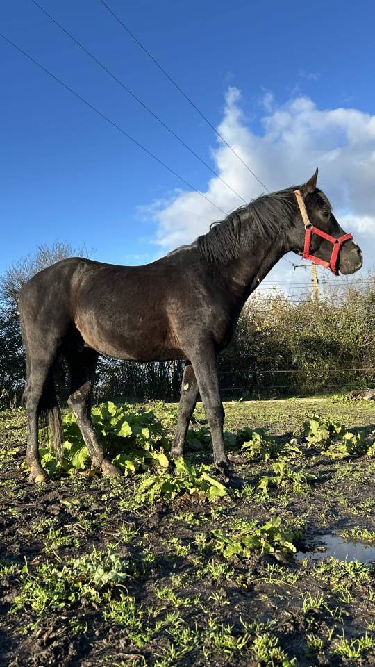 Entier Pur-Sang-Arabe 7 ans noir homozygote