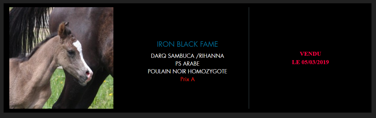 Entier Pur-Sang-Arabe 7 ans noir homozygote