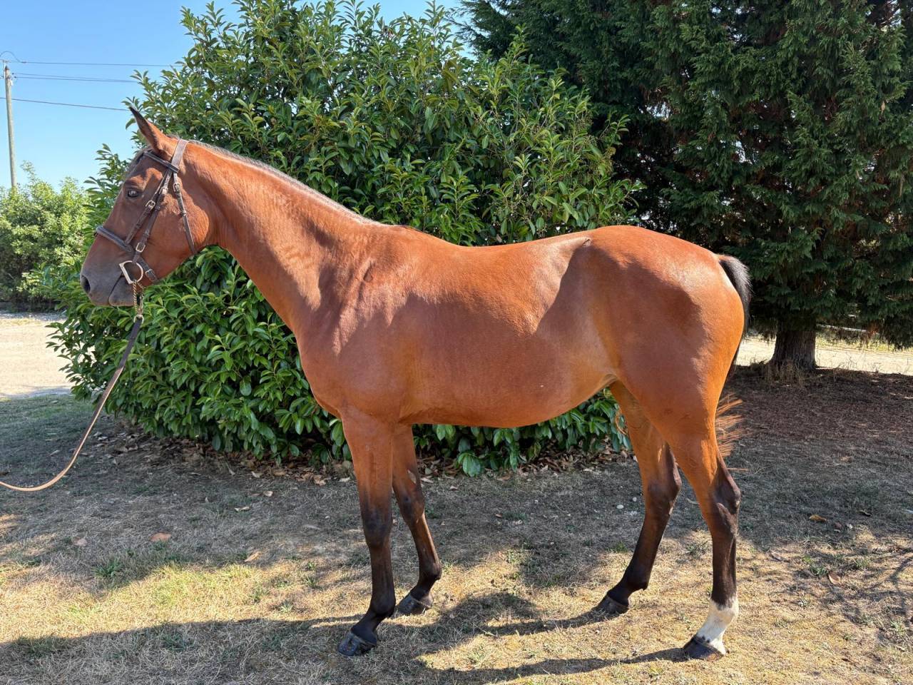 Jument plein papier SF 5 ans 