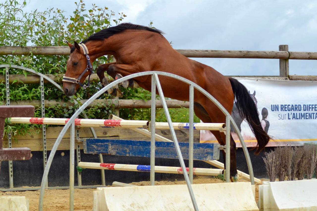 Jument plein papier SF 5 ans 