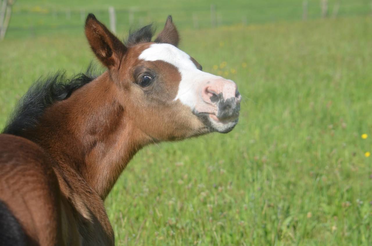 Pouliche top origines de performance 