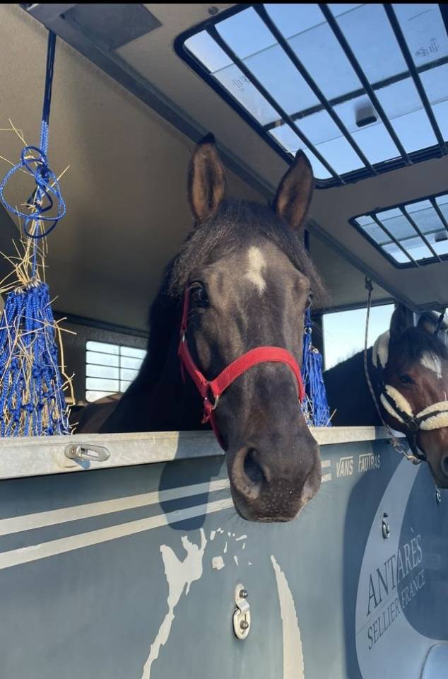 Jument 10 ans &agrave; remettre en route