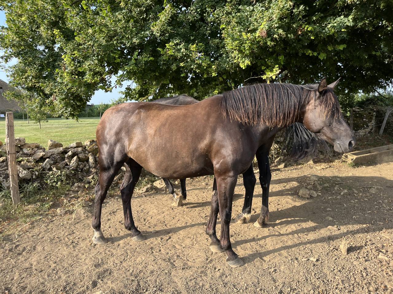 Jument 10 ans &agrave; remettre en route